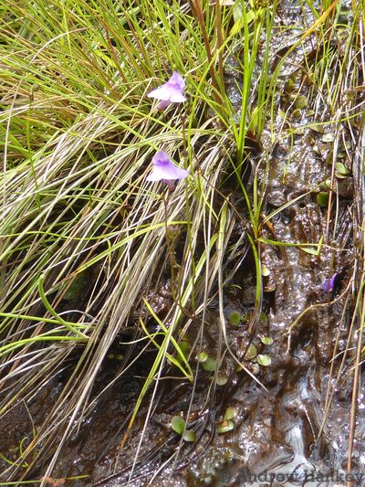 Genlisea hispidula, photographed by Andrew Hankey