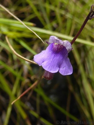 Genlisea hispidula, photographed by Andrew Hankey