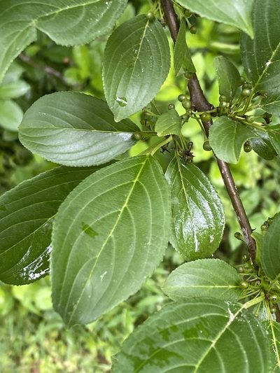 Rhamnus davurica, photographed by Alan Weakley