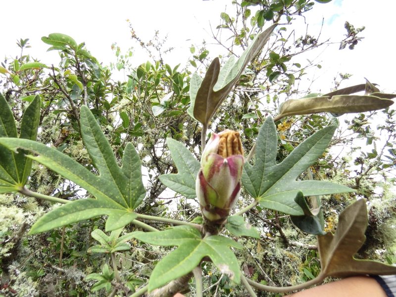 Oreopanax eriocephalus, photographed by Manuel Roncal