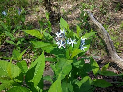Amsonia tabernaemontana, photographed by ozarkallison