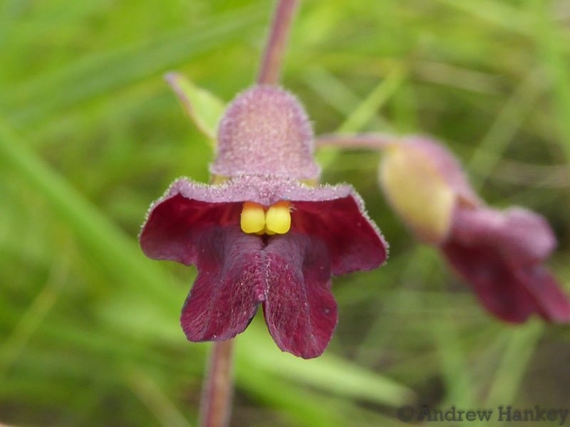 Tinnea galpinii, photographed by Andrew Hankey