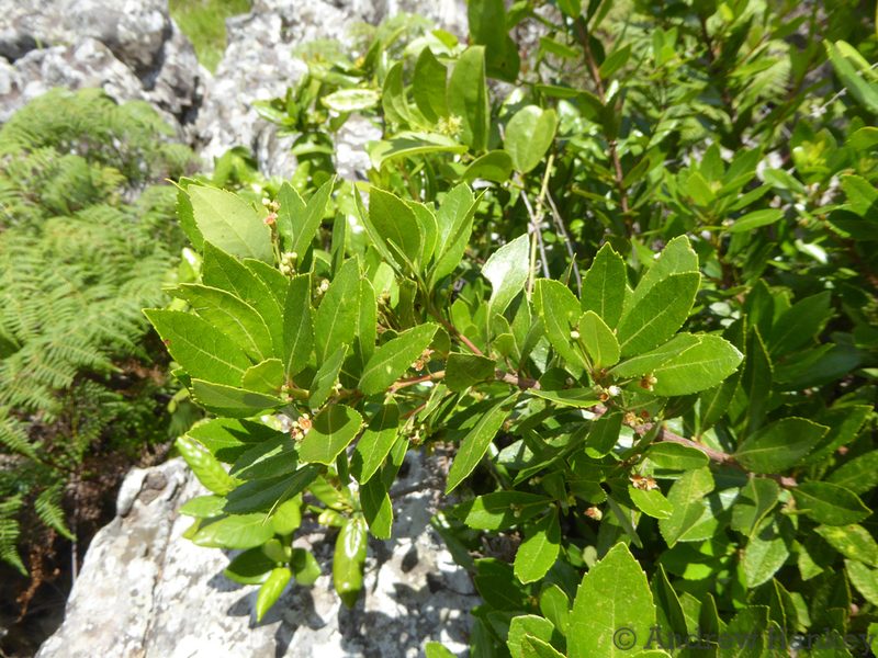 Gerrardina foliosa, photographed by Andrew Hankey