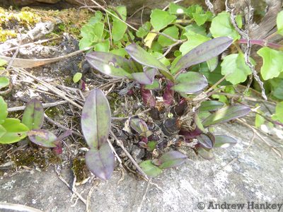 Polystachya pubescens, photographed by Andrew Hankey