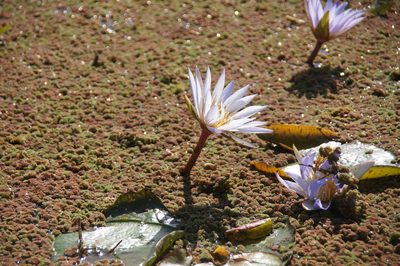 Nymphaea micrantha, photographed by Matthew Blissett
