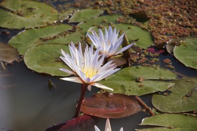 Nymphaea micrantha, photographed by Matthew Blissett