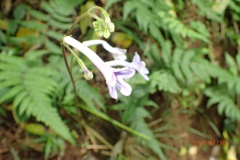 Streptocarpus molweniensis, photographed by Peter Warren