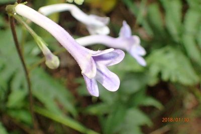 Streptocarpus molweniensis, photographed by Peter Warren