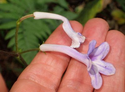 Streptocarpus molweniensis, photographed by Peter Warren