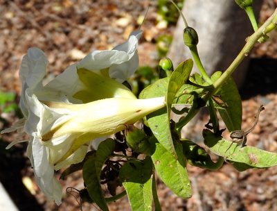 Ipomoea arborescens, photographed by Francisco Farriols Sarabia