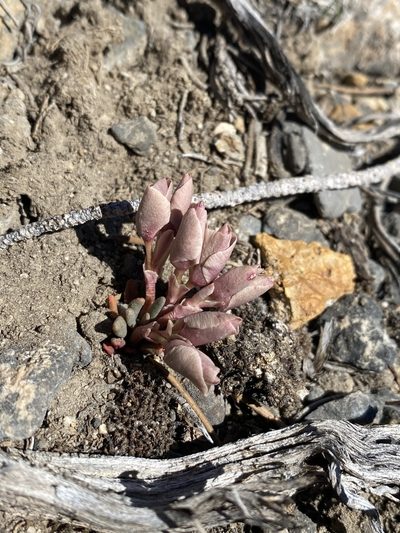 Lewisia maguirei, photographed by Matt Berger