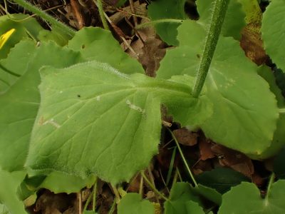 Doronicum pardalianches, photographed by Adrien BENOIT à la GUILLAUME