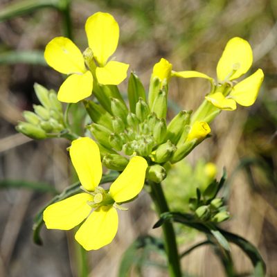 Erysimum diffusum, photographed by Patrick Hacker