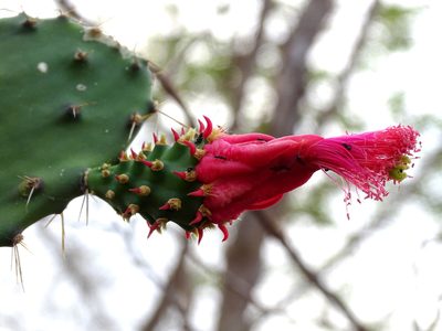 Opuntia inaperta, photographed by Alexis López Hernández