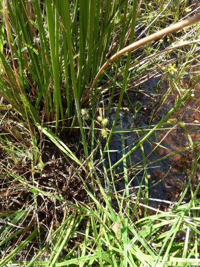 Carex demissa, photographed by aroche