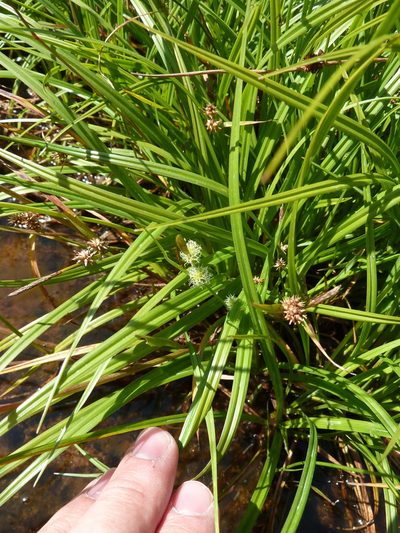 Carex demissa, photographed by aroche