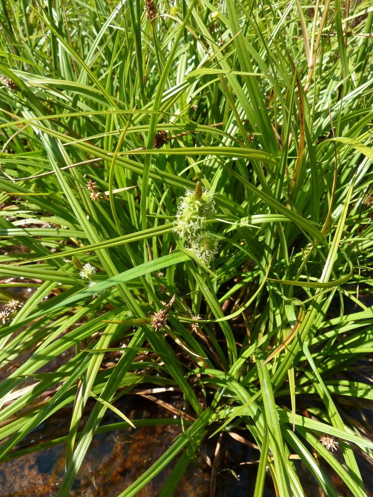 Carex demissa, photographed by aroche