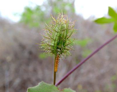 Passiflora ciliata, photographed by Alexis López Hernández