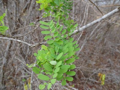 Diphysa americana, photographed by Alexis López Hernández