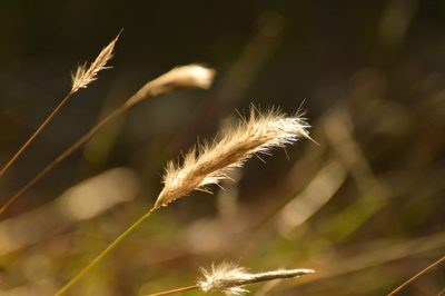 Bothriochloa laguroides, photographed by Andrea Gantzer