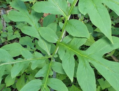 Taccarum ulei, photographed by Helio Lourencini
