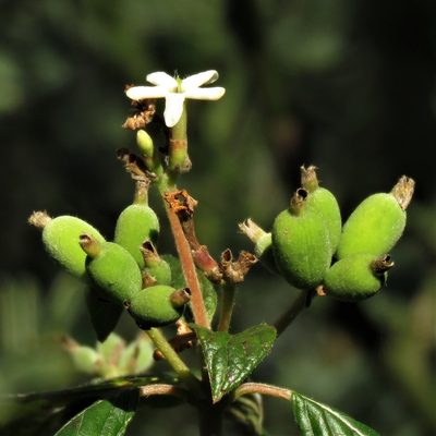 Guettarda uruguensis, photographed by Gustavo Puente