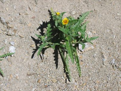 Mentzelia veatchiana, photographed by Jim Dreier
