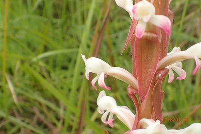 Satyrium longicauda, photographed by Peter Warren