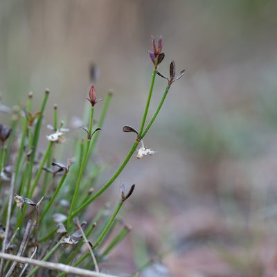 Opercularia turpis, photographed by Kym Nicolson