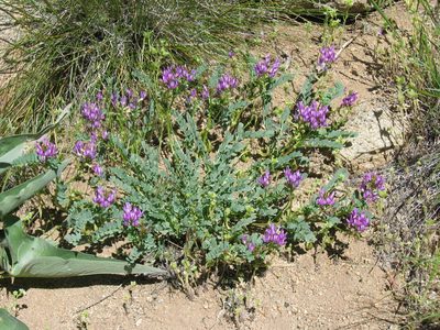 Astragalus iodanthus, photographed by Jim Dreier