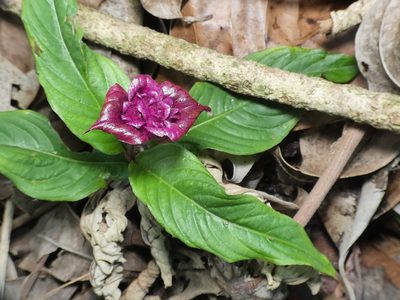 Palicourea colorata, photographed by Helio Lourencini