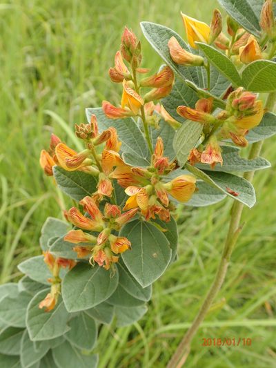 Rhynchosia woodii, photographed by Peter Warren