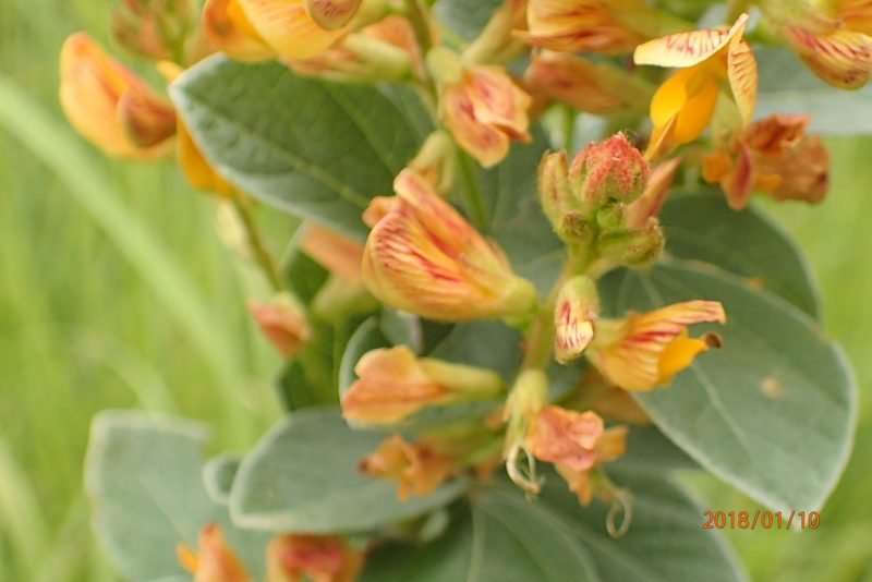 Rhynchosia woodii, photographed by Peter Warren