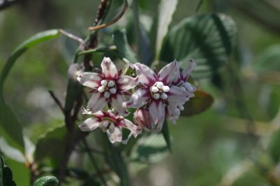 Funastrum torreyi, photographed by Norman Douglas