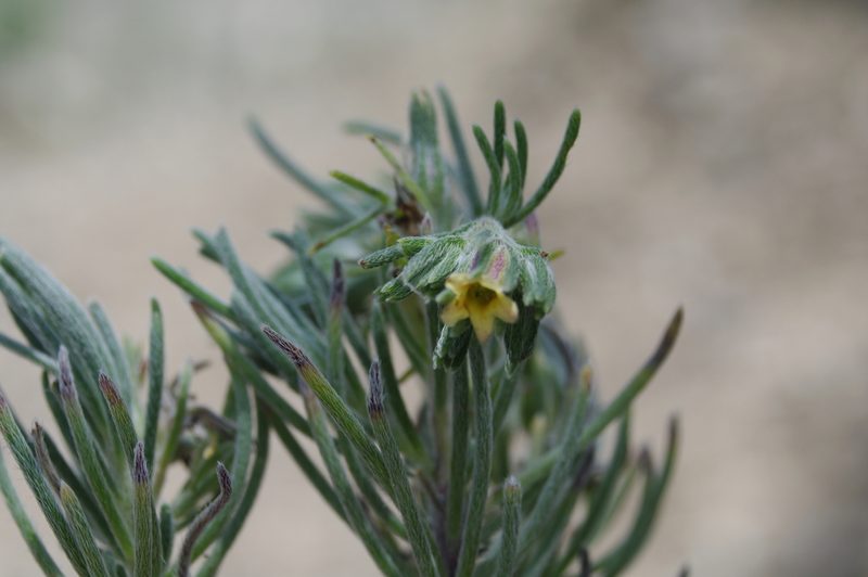 Nama hitchcockii, photographed by Norman Douglas