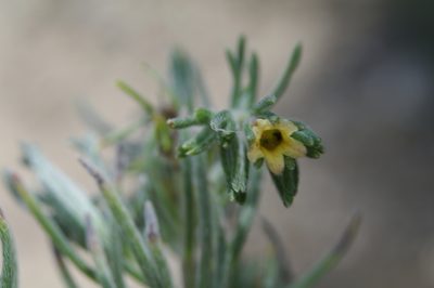Nama hitchcockii, photographed by Norman Douglas