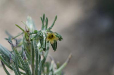 Nama hitchcockii, photographed by Norman Douglas