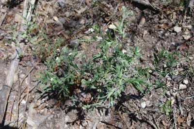 Antiphytum heliotropioides, photographed by Norman Douglas