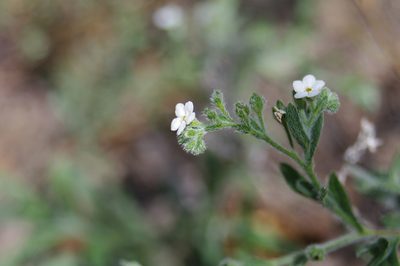 Antiphytum heliotropioides, photographed by Norman Douglas