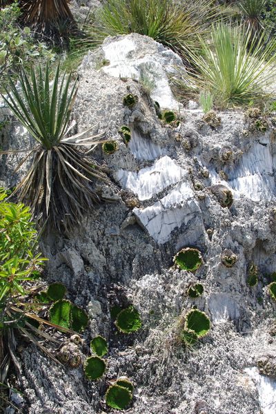 Selaginella gypsophila, photographed by Norman Douglas