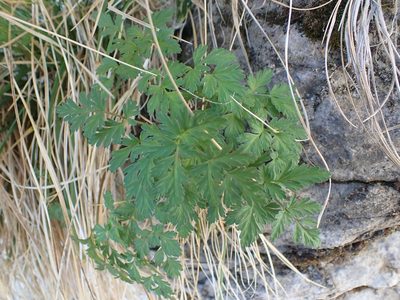Conioselinum tataricum, photographed by Ellyne Geurts