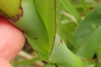 Disa chrysostachya, photographed by Peter Warren