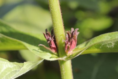 Triosteum aurantiacum, photographed by Quinten Wiegersma