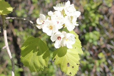 Crataegus coccinea, photographed by Quinten Wiegersma