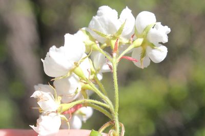 Crataegus coccinea, photographed by Quinten Wiegersma
