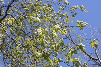 Crataegus coccinea, photographed by Quinten Wiegersma