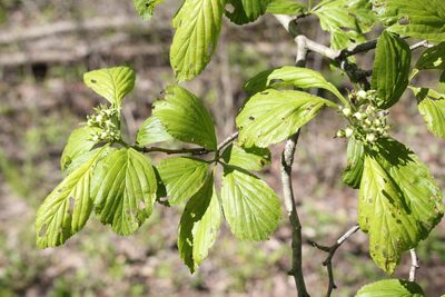Crataegus punctata, photographed by Quinten Wiegersma