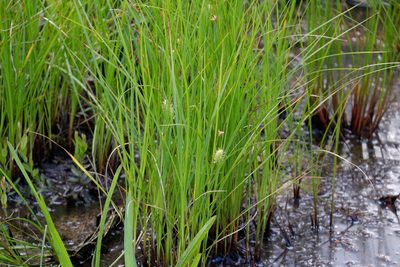 Carex bullata, photographed by Bonnie Semmling