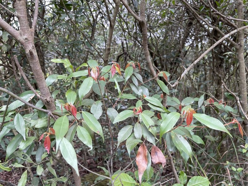 Elaeocarpus chinensis, photographed by Yj