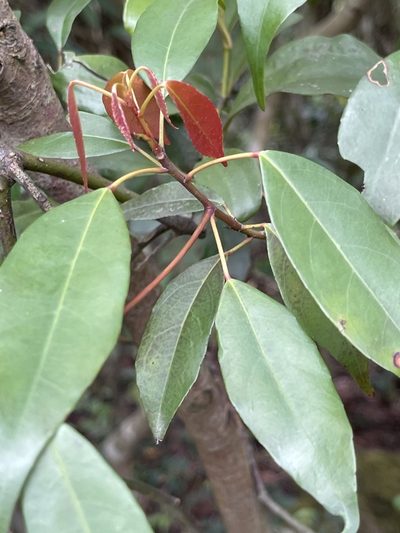 Elaeocarpus chinensis, photographed by Yj